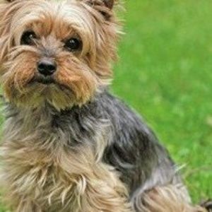 Meet your Posher, Vincilia